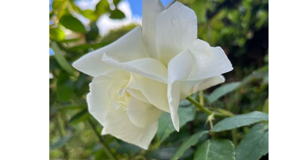 PRAYER CORNER "THE GREATEST LOVE" DAY 9