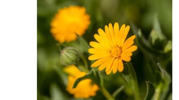 PRAYER CORNER "GIVING UP IS NOT AN OPTION" DAY 12