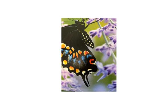 Spotlight on the Arts